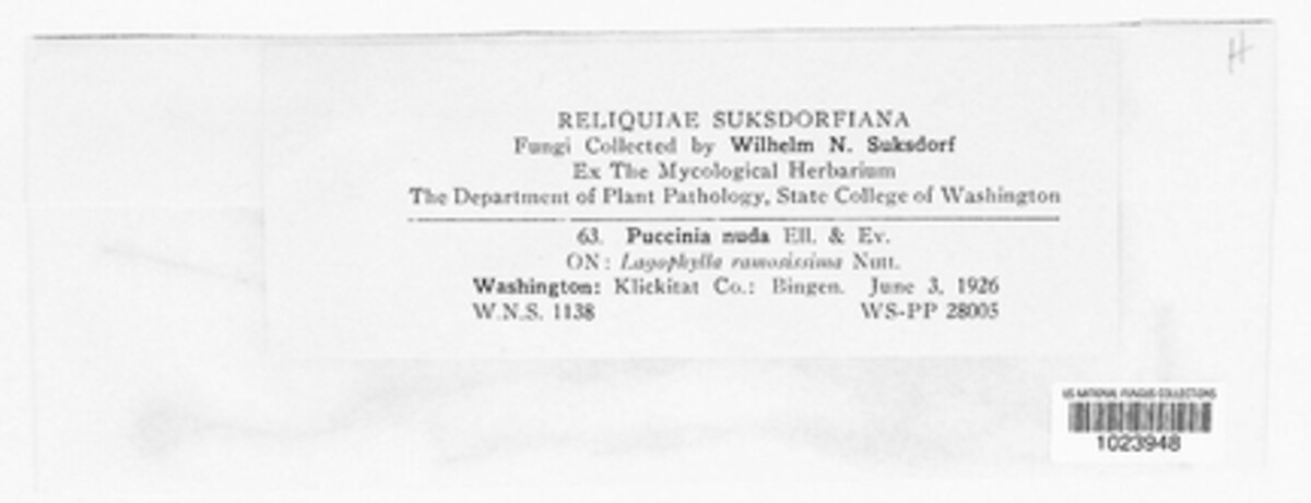Puccinia nuda image